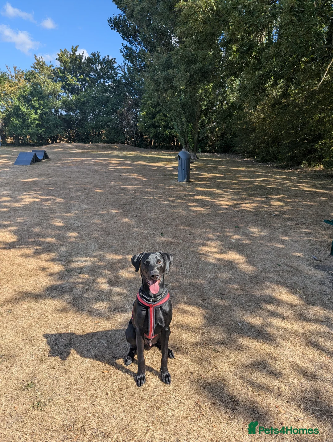 Mixed Breed dogs for sale: Murphy - Family Labrador X Greyhound 7 months old - Advert 1
