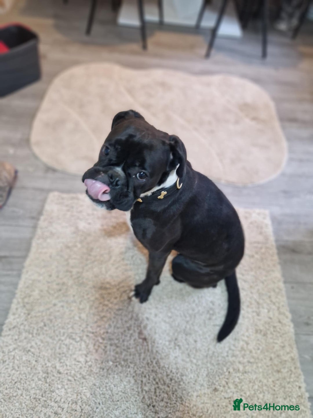 Boxer dogs for sale: sealed boxer girl - Advert 5