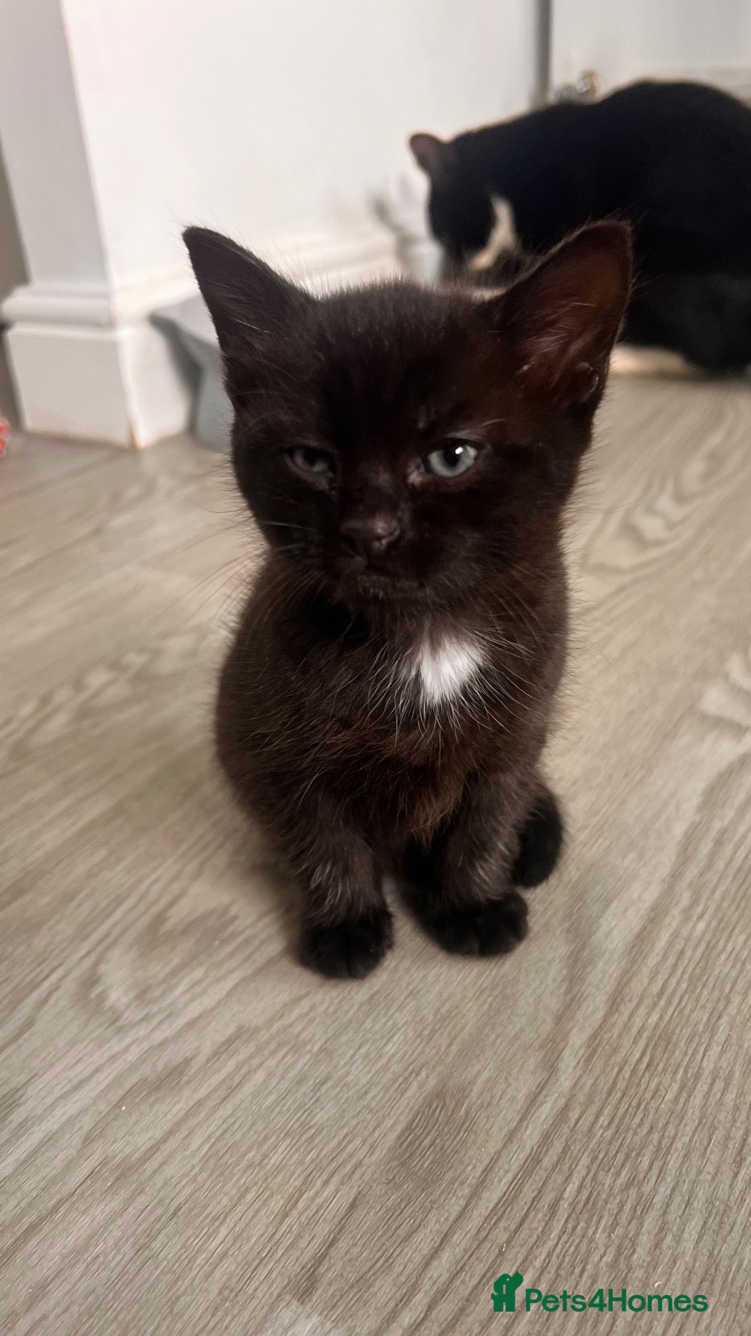 Mixed Breed cats Male kitten black and white  - Advert 6