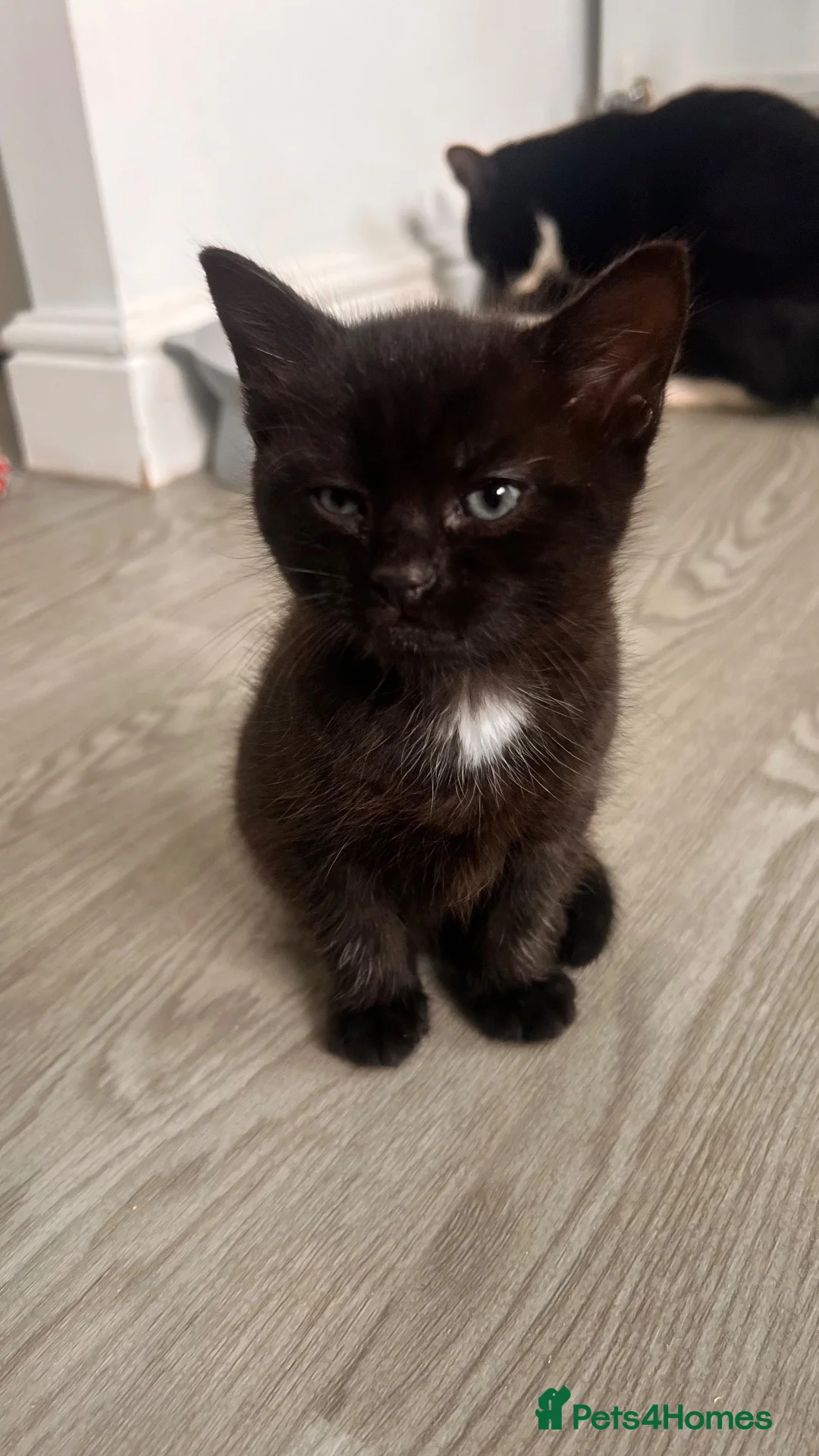 Mixed Breed cats for sale: Male kitten black and white  - Advert 1
