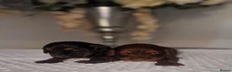 Cocker Spaniel dogs for sale: 🐾Show Type Cocker spaniel puppies 🐾 - Advert 3