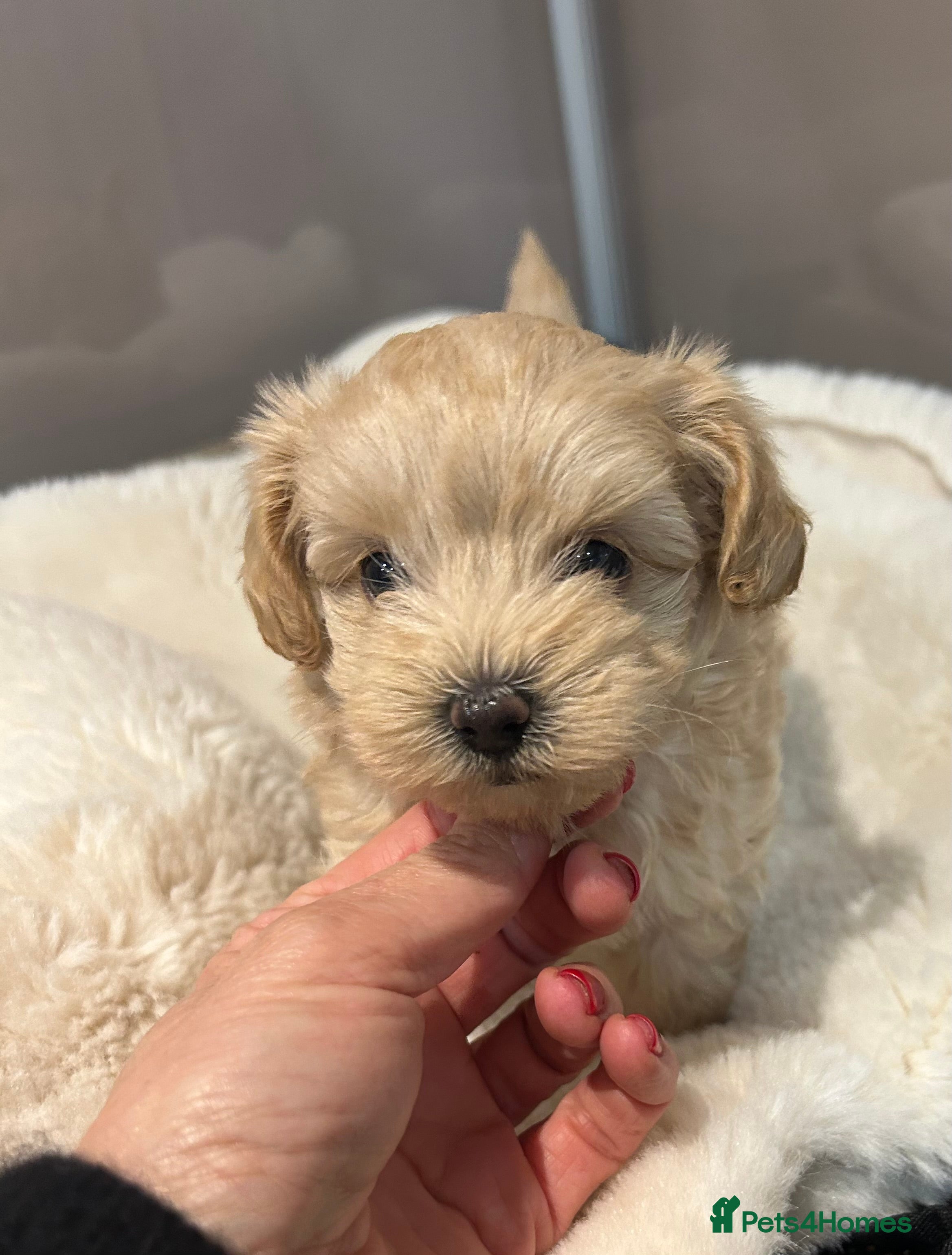 Maltipoo dogs Teeny tiny maltipoo babies 🧸 - Advert 6