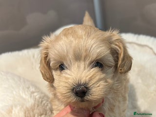 Maltipoo dogs Teeny tiny maltipoo babies 🧸 - Advert 3