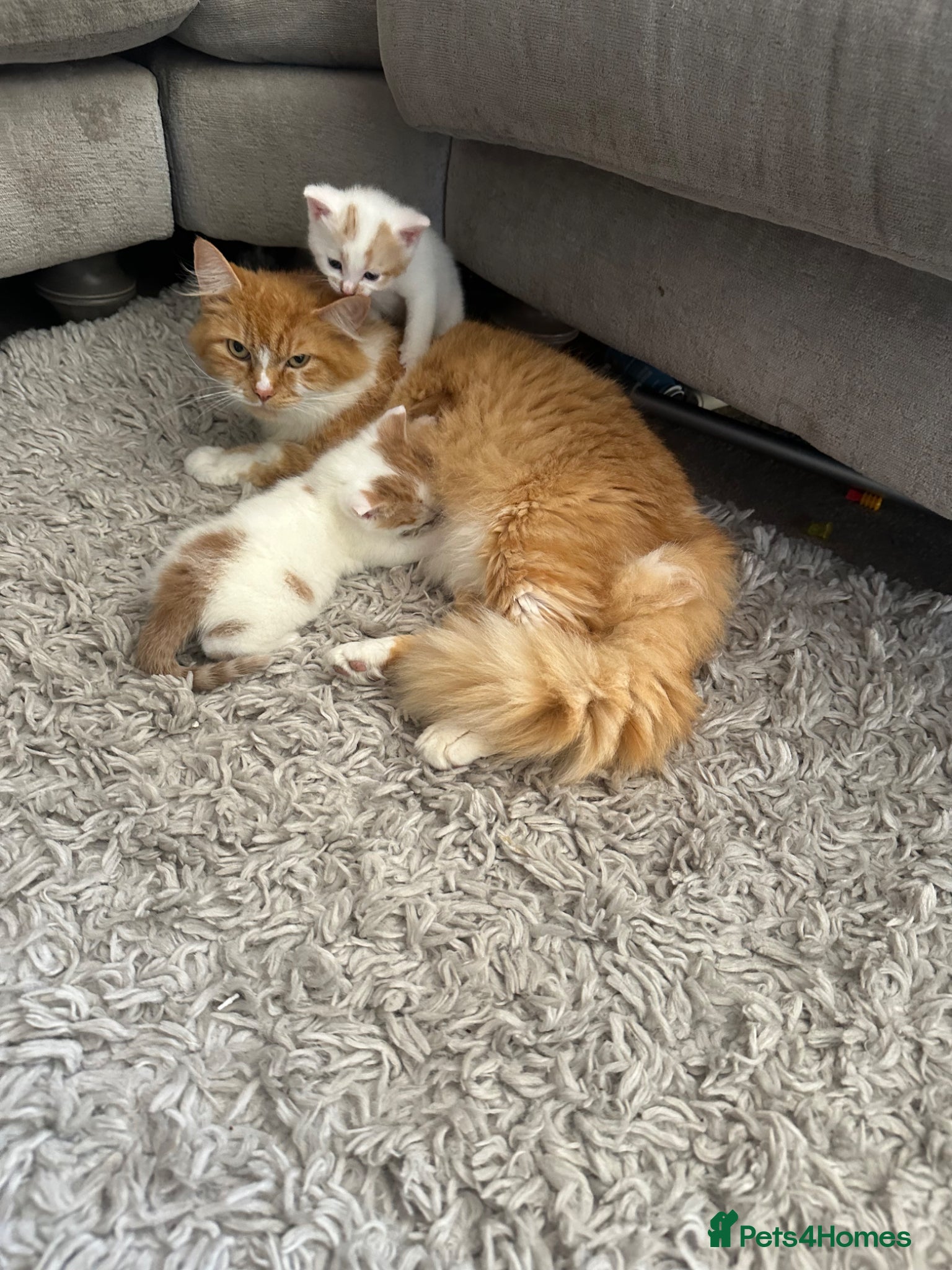 Mixed Breed cats Two white and ginger stunning Boys  - Advert 1