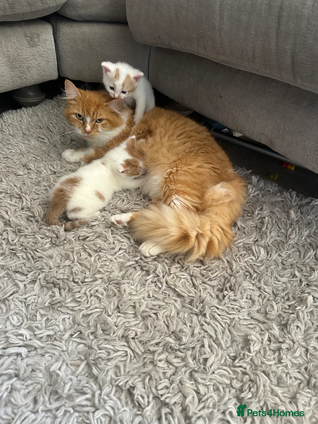 Mixed Breed cats for sale: Two white and ginger stunning Boys  in Ashford - Advert 1