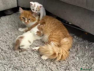 Mixed Breed cats Two white and ginger stunning Boys - Advert 4