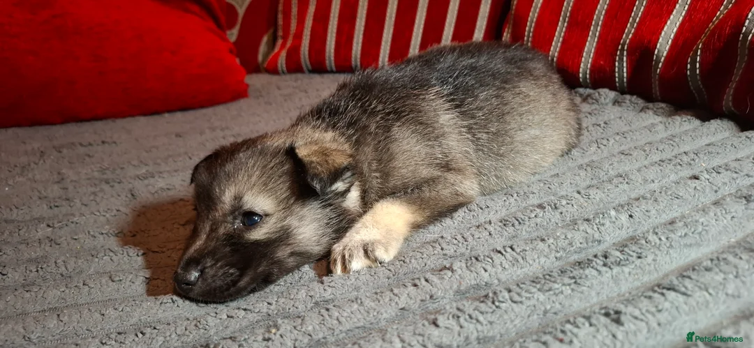 Mixed Breed dogs for sale: Siberian husky + Rus A Pei - Advert 11