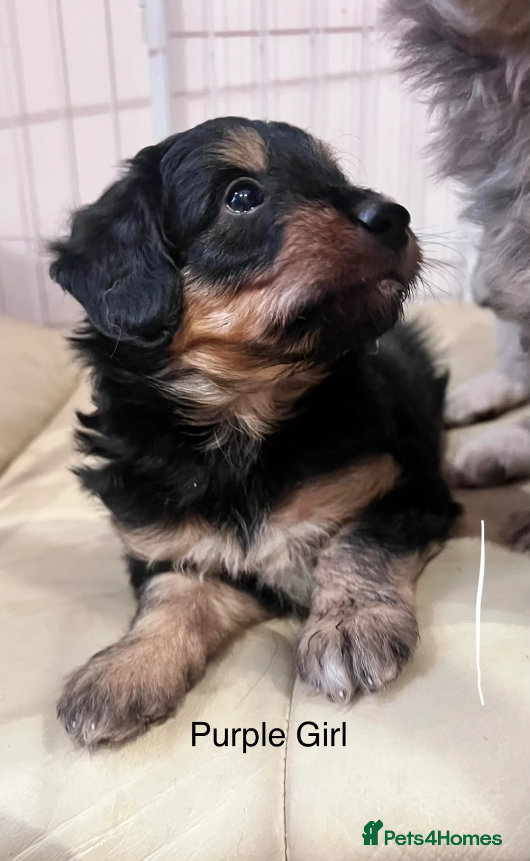 Mixed Breed dogs for sale: Lassie/Border Collie X Miniature Poodle - Advert 1