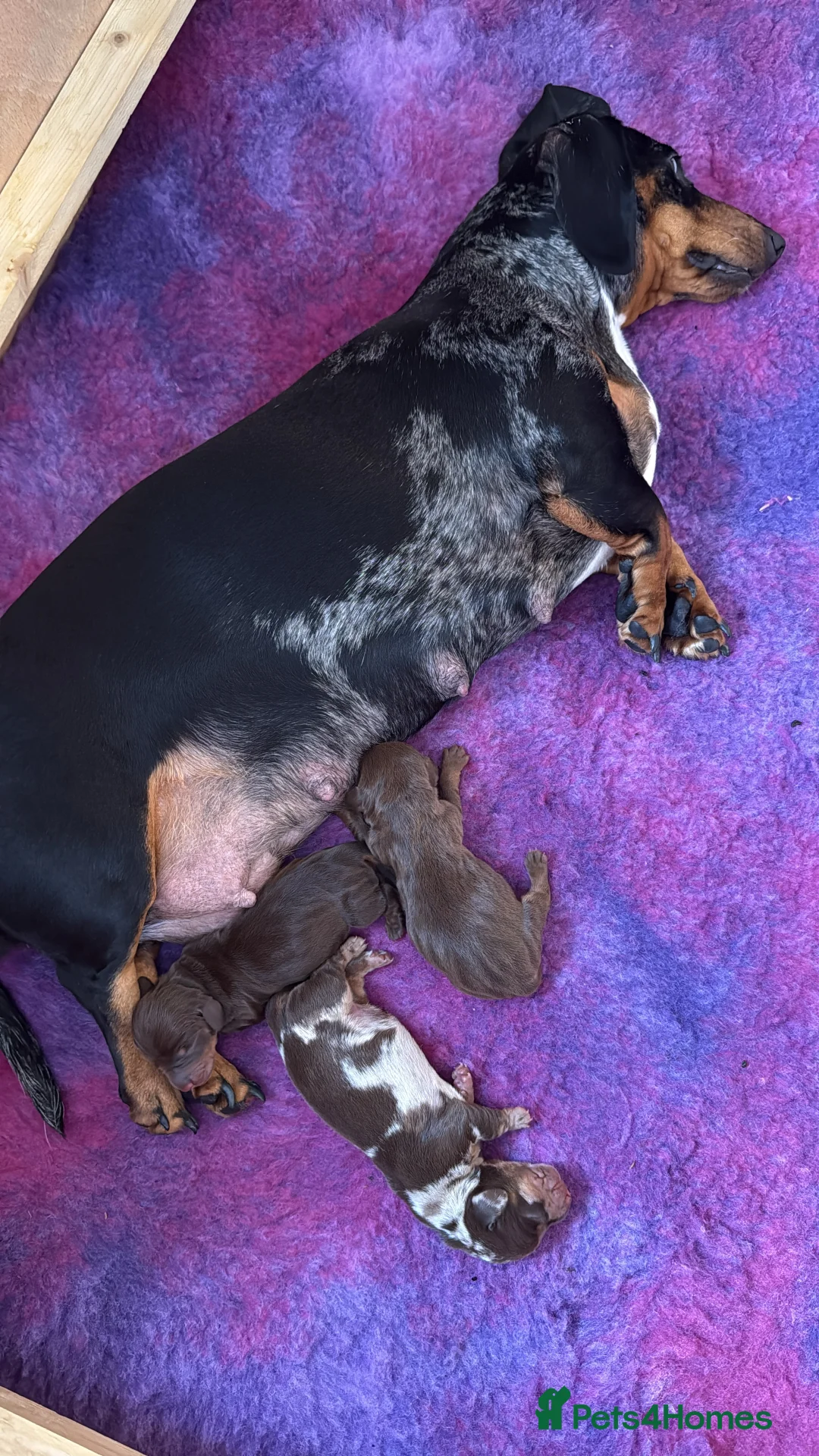Miniature Dachshund dogs for sale: Gorgeous little mini daxie girls  in Bedford - Advert 1