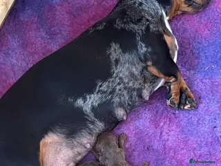 Miniature Dachshund dogs Gorgeous little mini daxie girls in Bedford - Advert 18