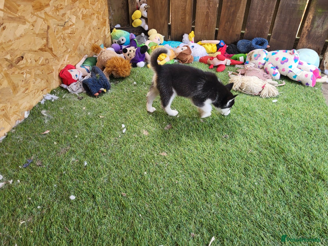 Siberian Husky dogs for sale: Siberian husky puppies (ready forever loving home) - Image 25