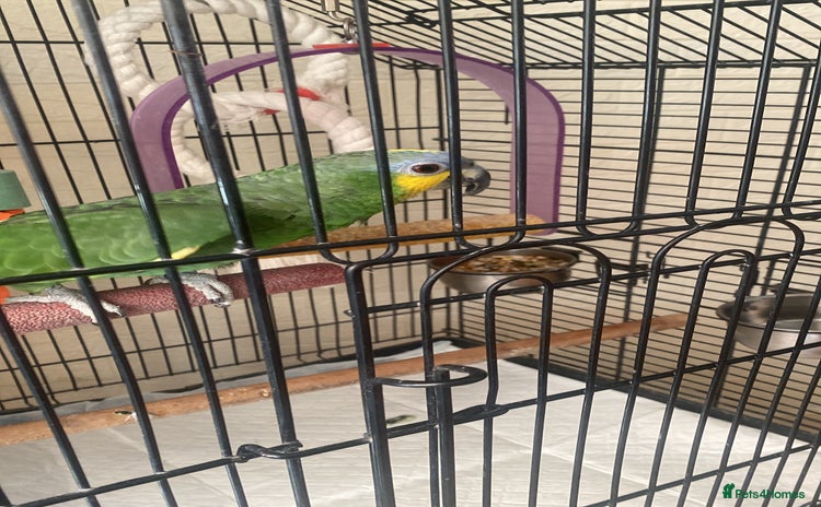 Parrots birds - Advert 19