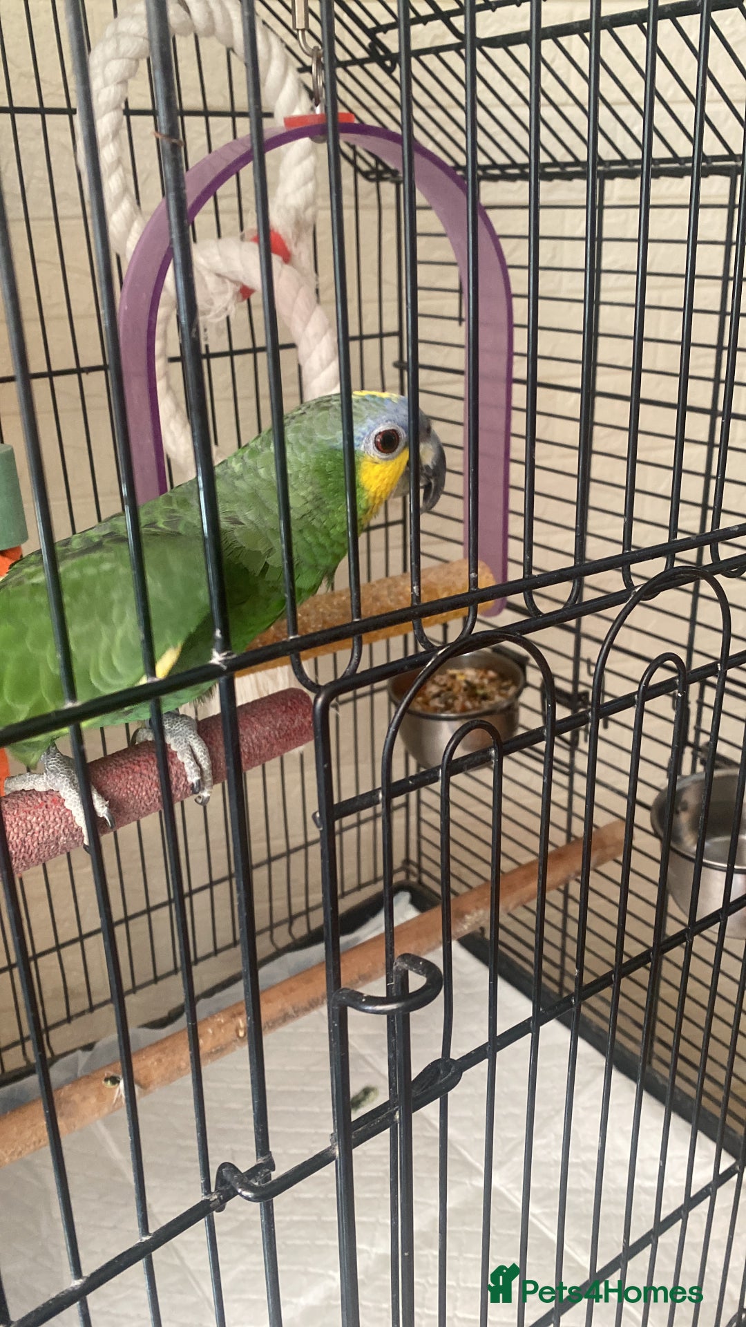 Parrots birds for sale: Blue Amazon parrot - Image 1