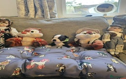 Boston Terrier dogs for sale: Boston Terrier 5* puppies - Image 18