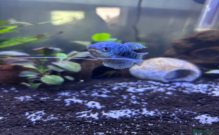Gouramis fish - Advert 1