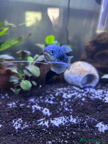 Gouramis fish - Advert 1