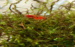 Live Bearers fish for sale: Cherry shrimp 1.50 each/ Guppies £1 each  - Image 5