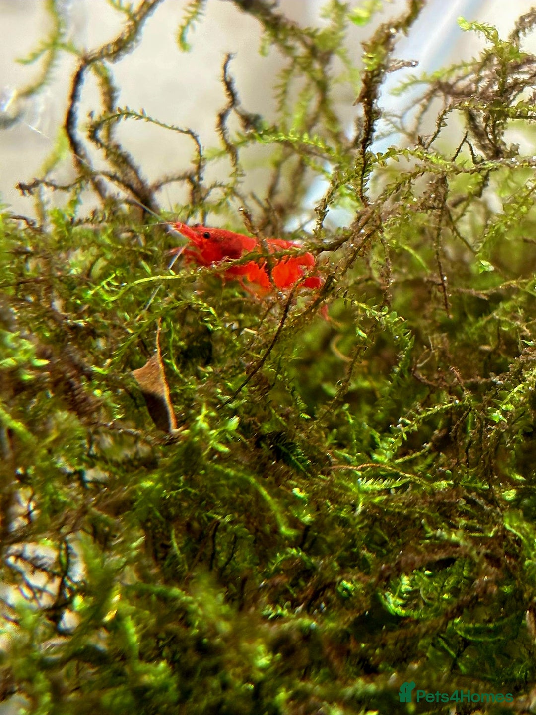 Live Bearers fish for sale: Cherry shrimp 1.50 each/ Guppies £1 each  - Image 5