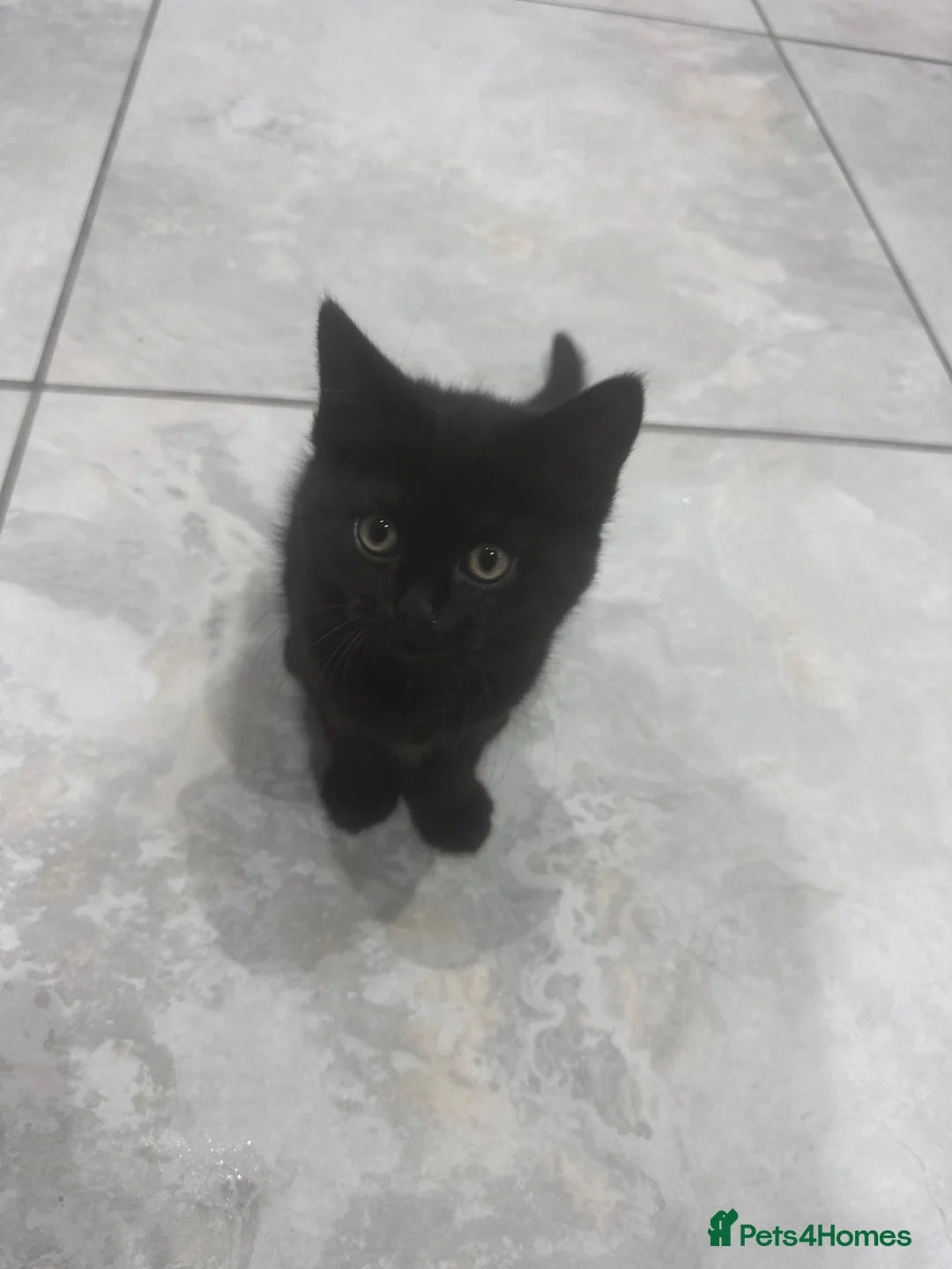 British Shorthair cats for sale: British shorthair cross kittens 🐾 Ready to leave - Advert 2