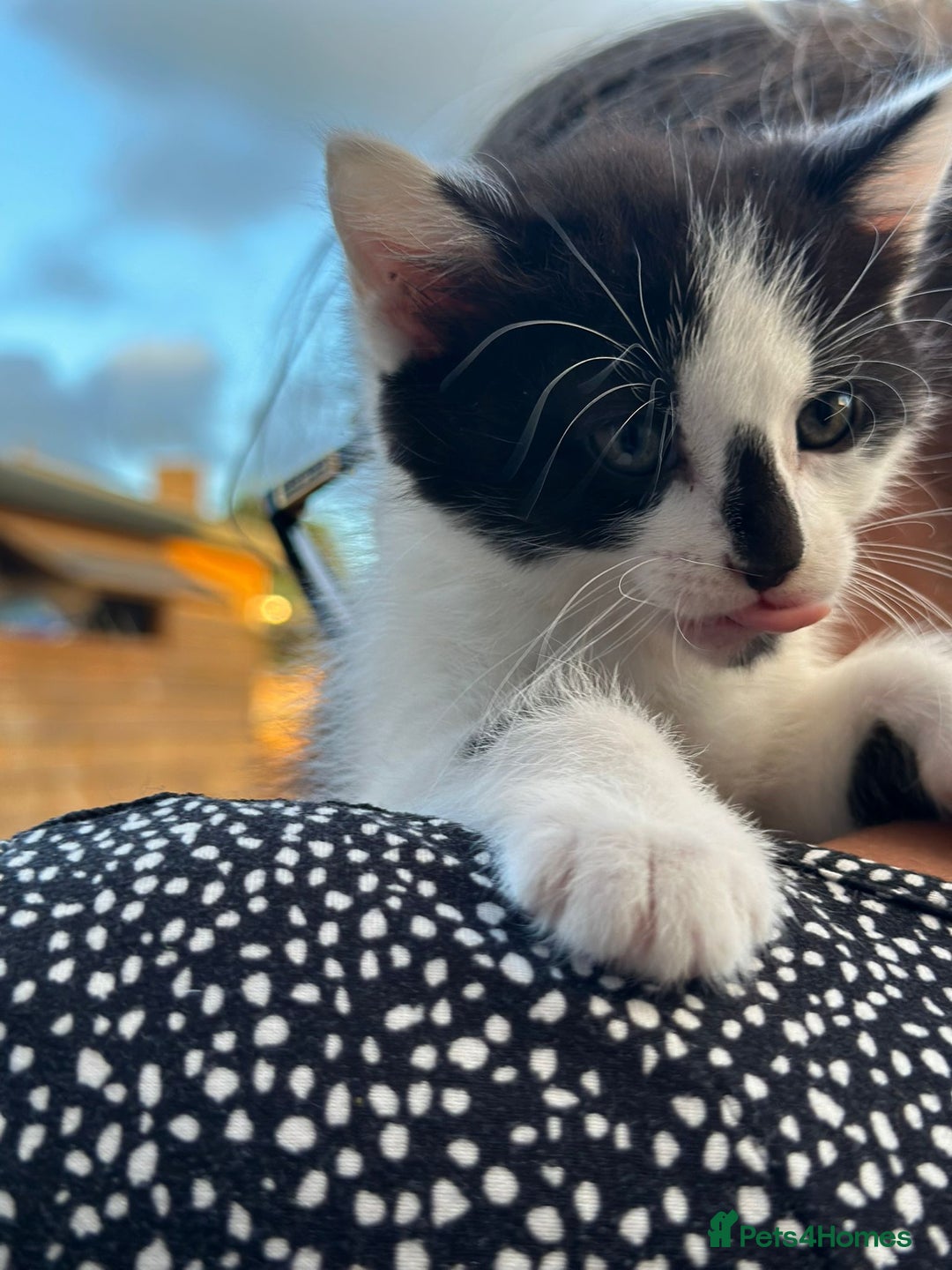 Mixed Breed cats for sale: For Sale: 5 Adorable Male Kittens 🐾 - Image 8