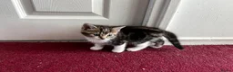 American Shorthair cats for sale: 3 Little Tabbies Looking for Their Forever Homes! - Advert 27