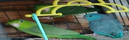 Mixed Breed birds for sale: Parrotlets Celestial  Parrotlets  - Advert 16