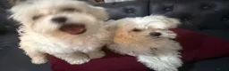 Bichon Frise dogs for sale: Bichon in Warrington - Advert 8