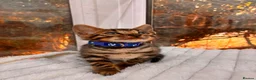 Bengal cats for sale: 💕 GORGEOUS PURE BENGAL KITTENS READY FOR HOMES!  - Advert 14
