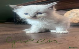 Ragdoll cats for sale: 7 stunning Ragdoll kittens for sale - Image 14