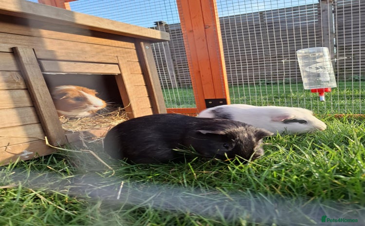 Guinea Pig rodents - Advert 2