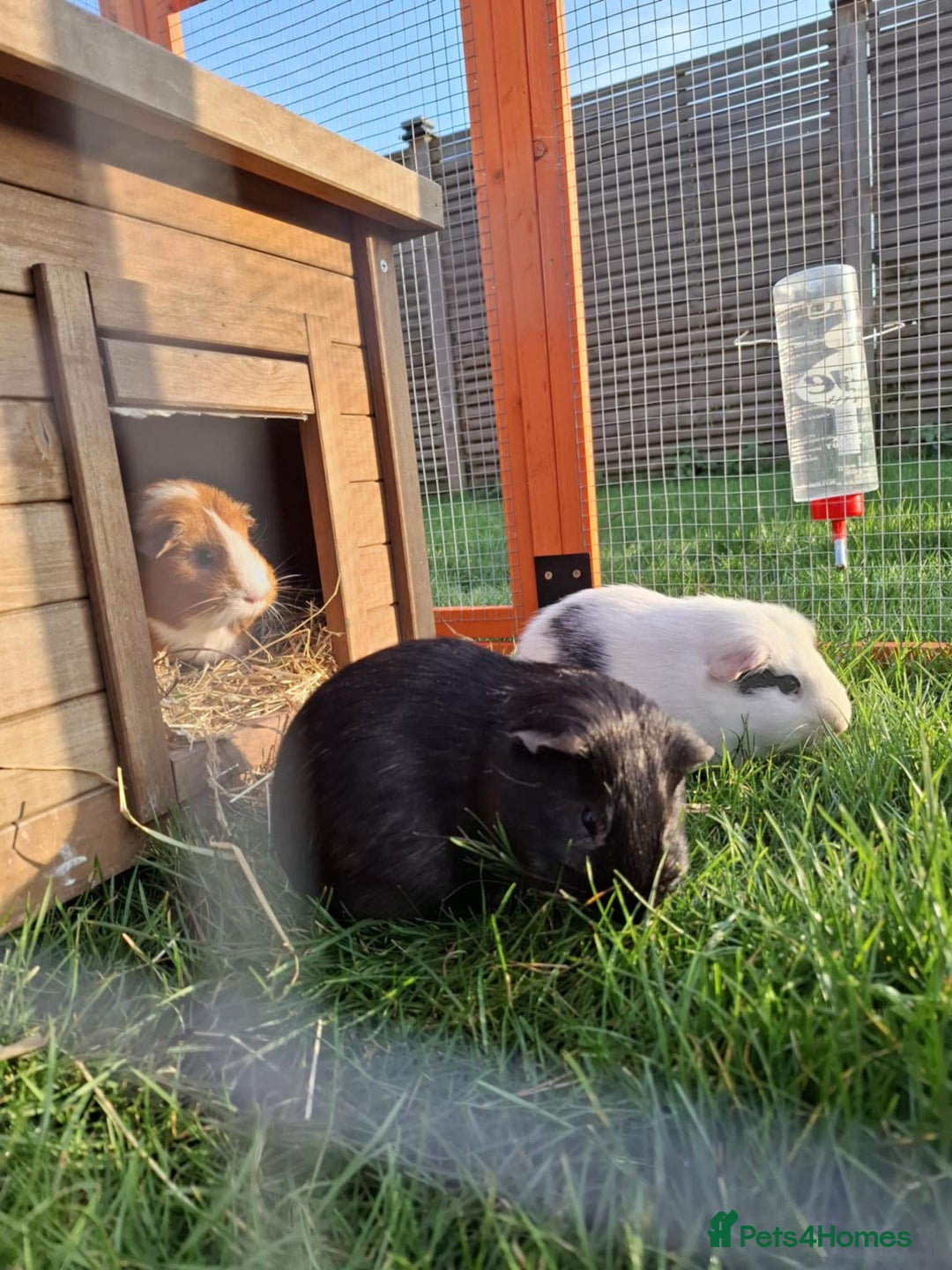 Guinea Pig rodents for sale: Guinea pigs - Image 1