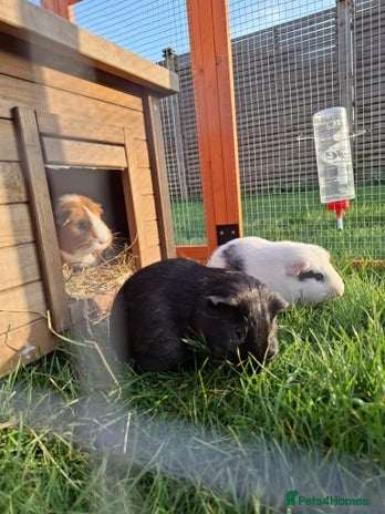 Guinea Pig rodents - Advert 1