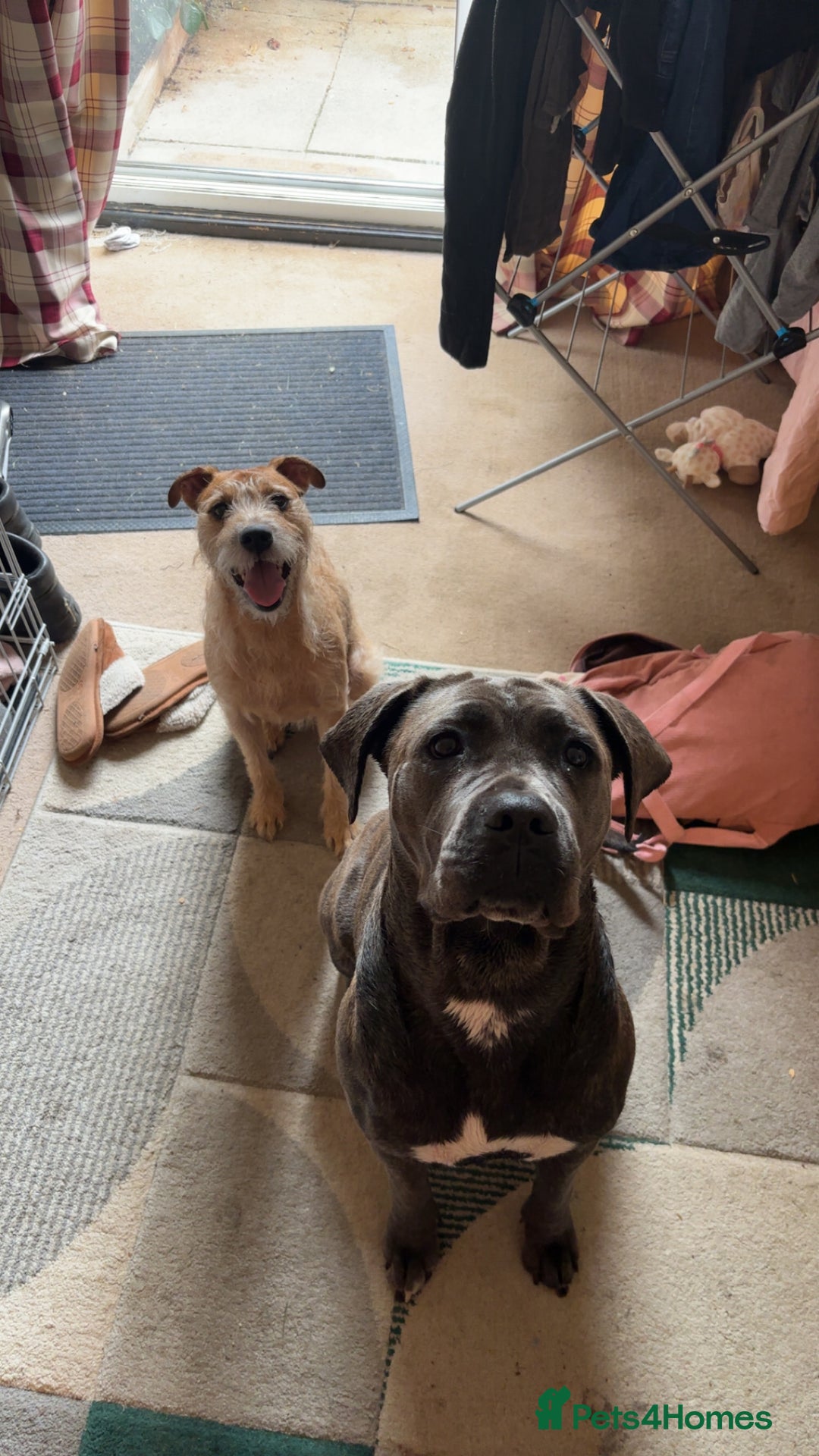 Cane Corso dogs for sale: Bella the Cane Corso  - Image 2