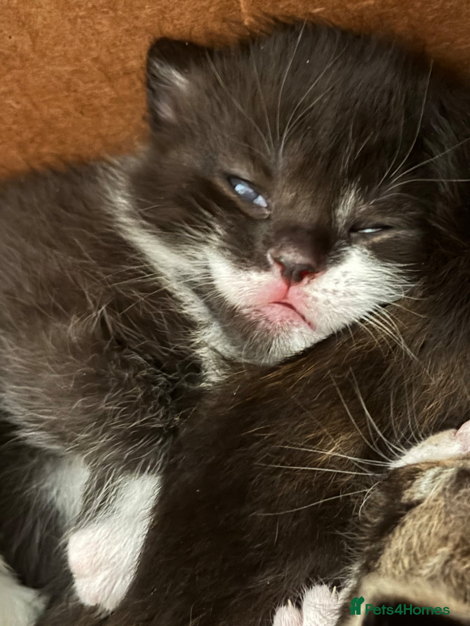 Mixed Breed cats 2 beautiful kittens still available ❤️ - Advert 18