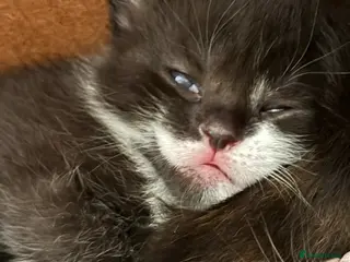 Mixed Breed cats 2 beautiful kittens still available ❤️ - Advert 6