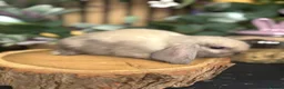 Mini Lop rabbits for sale: Mini lop rabbits raised indoors in home - Advert 15