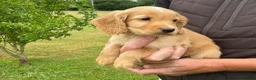 Cocker Spaniel dogs for sale: WORKING COCKER SPANIELS  - Advert 7