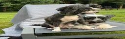 Chinese Crested dogs for adoption: TORA – Chinese Crested Dog - Advert 6