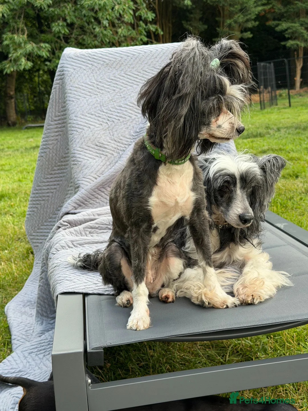 Chinese Crested dogs for adoption: TORA – Chinese Crested Dog - Advert 6