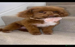 Pomapoo dogs for sale: ASIAN LINES RARE TOY POMAPOO - Image 7