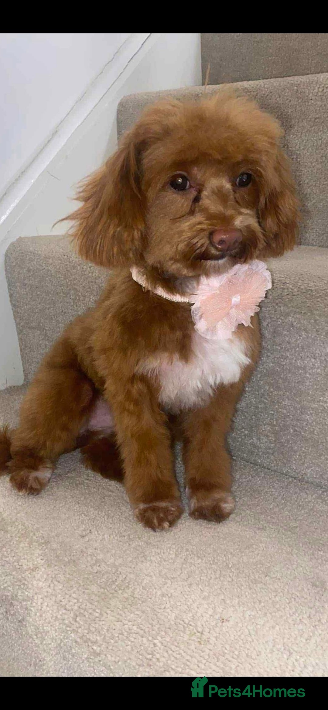 Pomapoo dogs for sale: ASIAN LINES RARE TOY POMAPOO - Image 7