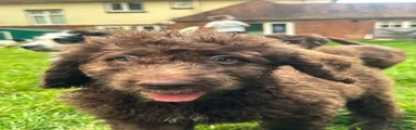 Saint Berdoodle 6