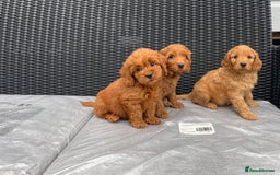Cockapoo dogs for sale: Beautiful f1 cockapoos ready now - Image 19