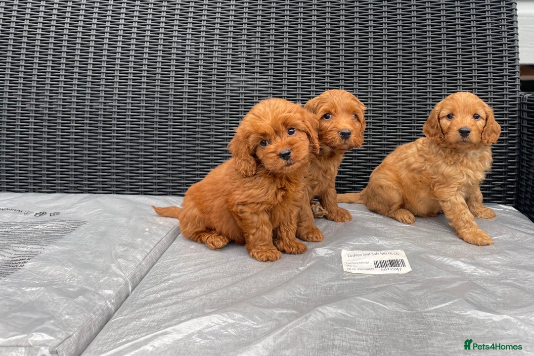 Cockapoo dogs for sale: Beautiful f1 cockapoos ready now - Image 19