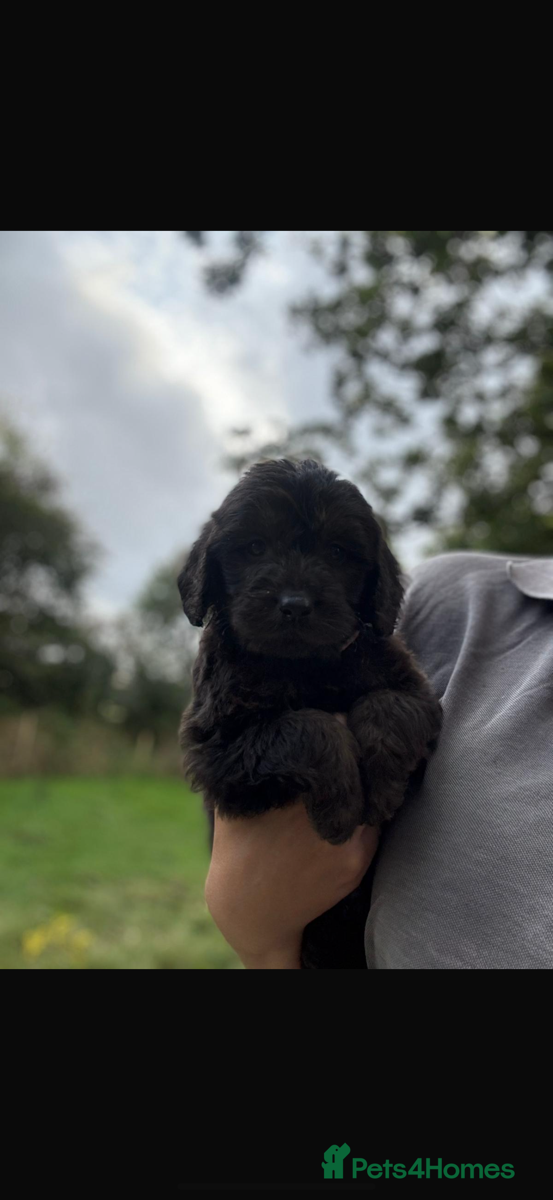 Mini Goldendoodle dogs for sale: 🐶Golden doodle puppies for sale ready to leave🐶 - Image 9