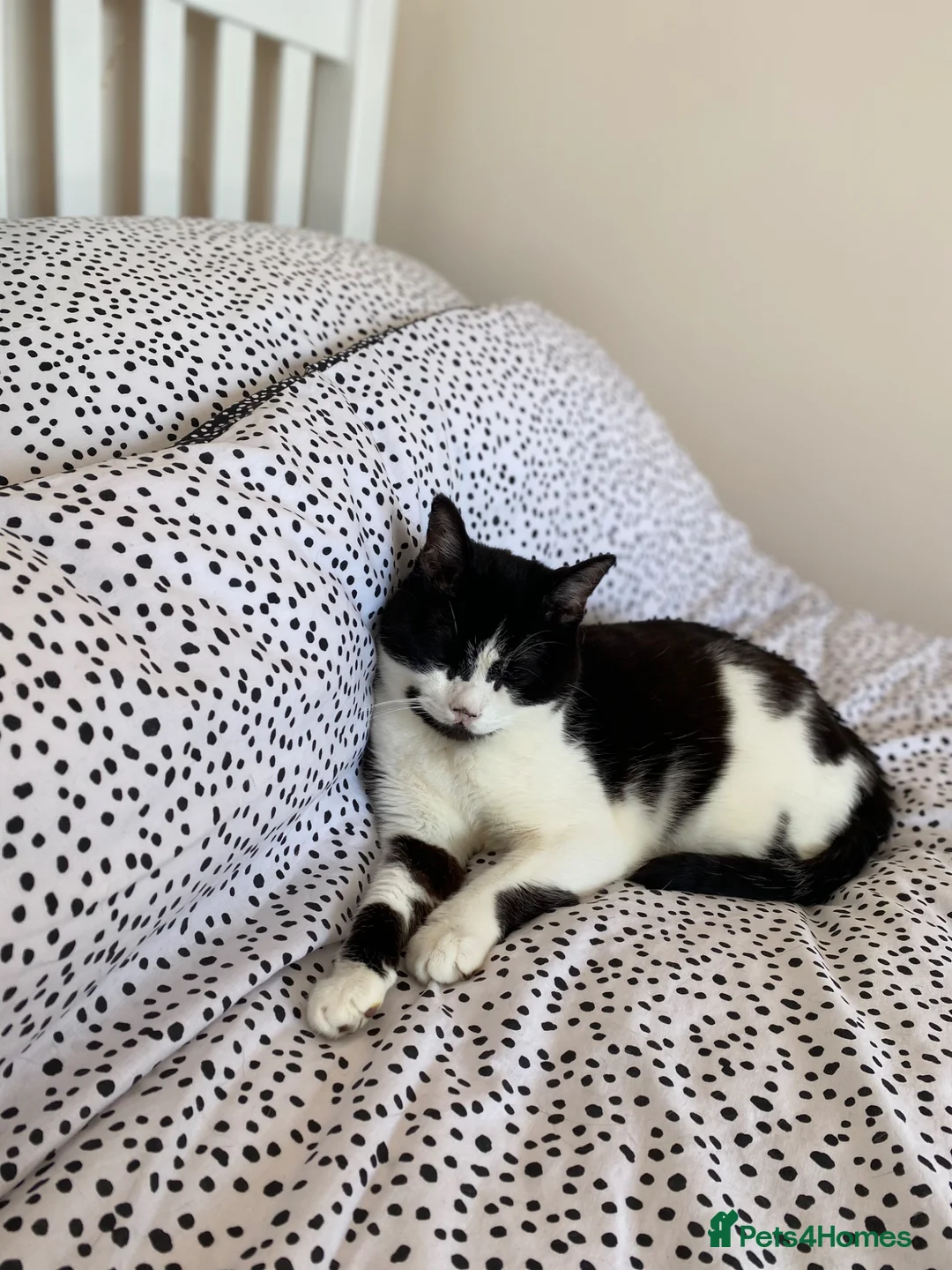 Mixed Breed cats for sale: 12 year old loving, loyal female cat for rehoming - Advert 7