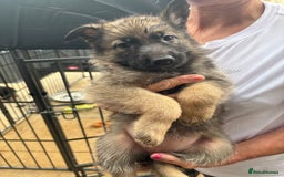 German Shepherd dogs for sale: German Shepard puppies  - Image 1