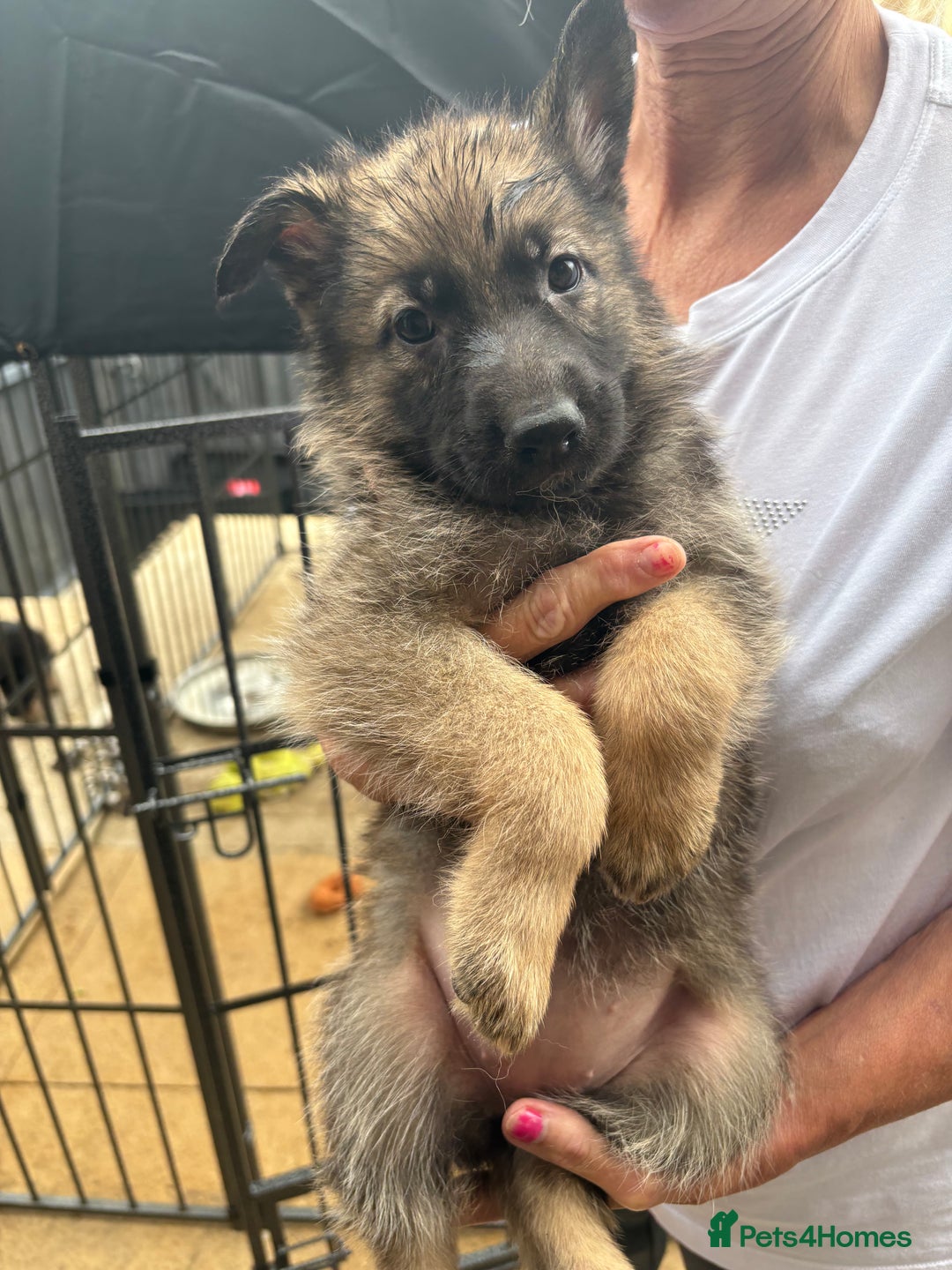 German Shepherd dogs for sale: German Shepard puppies  - Image 1