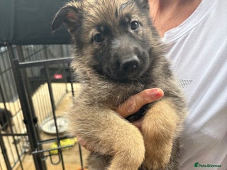 German Shepherd dogs - Advert 2