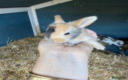 Harlequin rabbits for sale: Harlequin Baby rabbits for sale   - Image 14